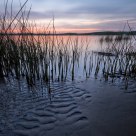 Reeds & Ripples